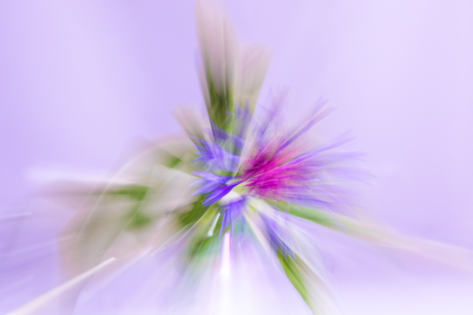 Centaurée en zooming